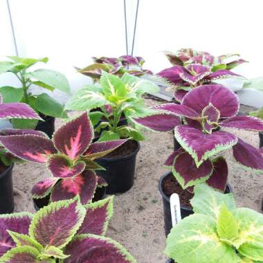 Solenostemon scutellarioides  syn. Plectranthus scutellarioides, Coleus scutellarioides, Coleus blumei