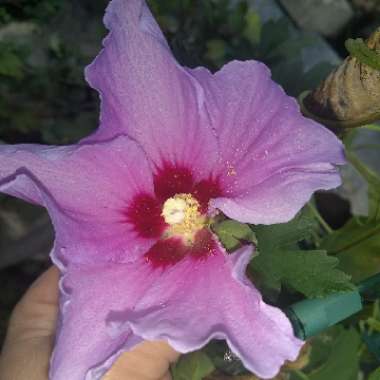 Rose of Sharon 'Blue Bird'