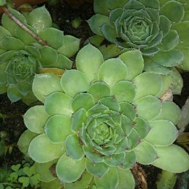 Sempervivum 'Emmchen'