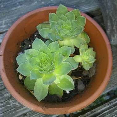 Sempervivum 'Emmchen'