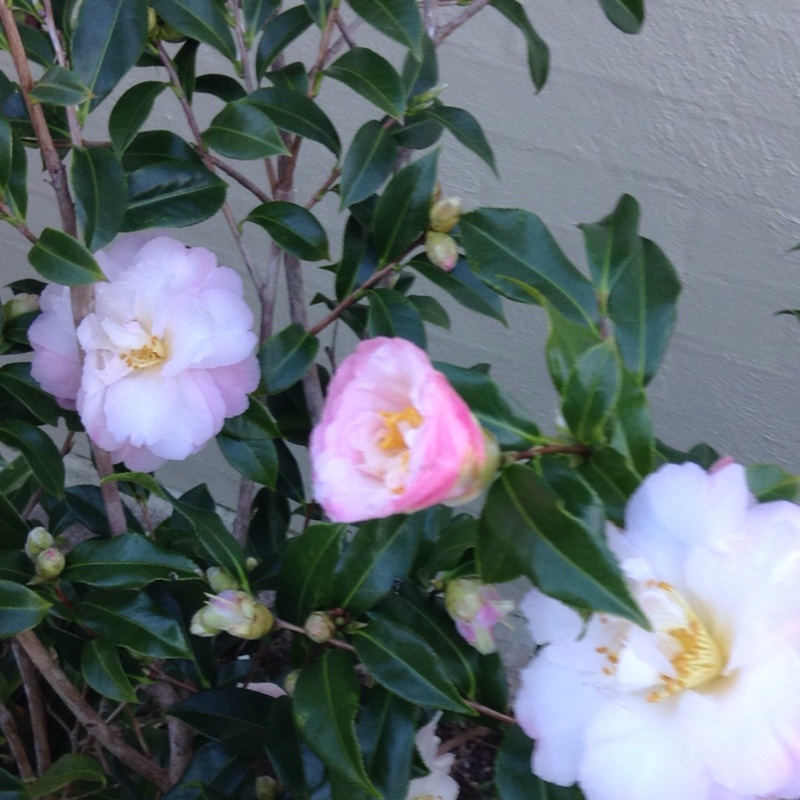 Camellia sasanqua 'Starry Eyes'