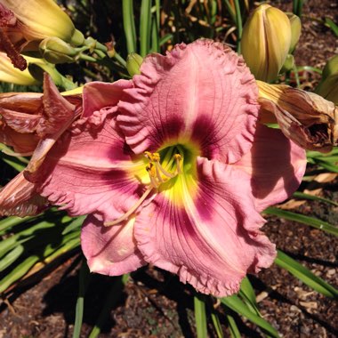 Hemerocallis