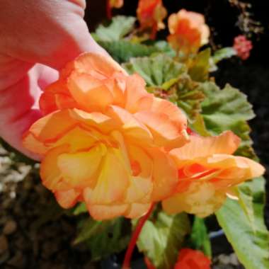 Tuberous Begonia 'Nonstop Mix'