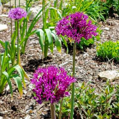 Allium hollandicum 'Purple Sensation' syn. Allium 'Purple Sensation', Allium aflatunense 'Purple Sensation'