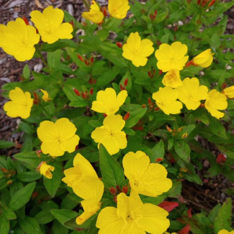 Oenothera macrocarpa 'Summer Sun' syn. Oenothera missouriensis, Evening ...