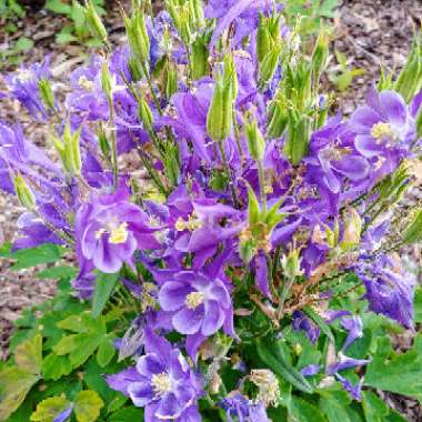 Aquilegia