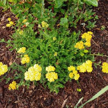 Achillea 'Terracotta'