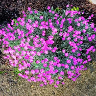 Dianthus plumarius