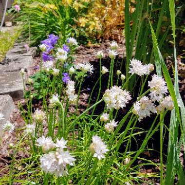 Allium amplectens 'Graceful Beauty'