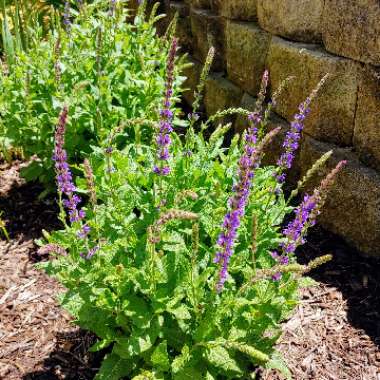 Salvia nemorosa 'Ostfriesland' syn. Salvia nemorosa 'East Friesland'