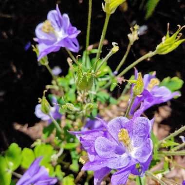 Aquilegia