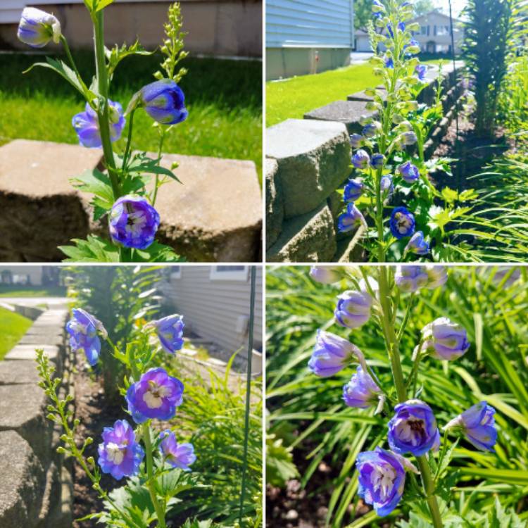 Plant image Delphinium elatum 'Aurora Blue' (Aurora Series)