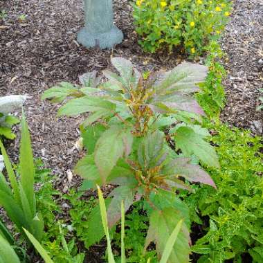 Hibiscus moscheutos Summerific Cranberry Crush'