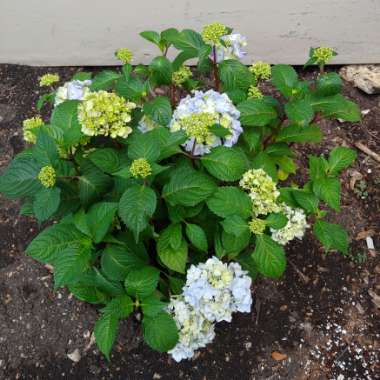 Hydrangea macrophylla 'Bailmer' (Endless Summer Series) syn. Hydrangea macrophylla 'Endless Summer', Hydrangea macrophylla 'The Original'