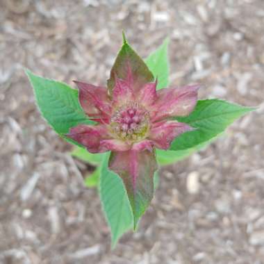 Monarda