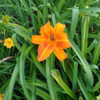 Hemerocallis 'Rocket City'