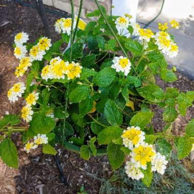 Lantana camara