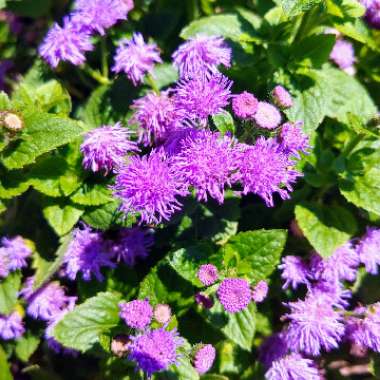 Ageratum houstonianum 'Agsantis' (Artist Basso Series) syn. Ageratum houstonianum 'Artist Basso Blue'