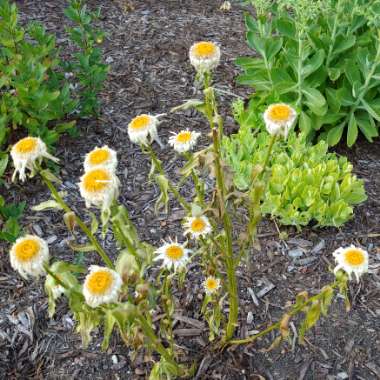 Leucanthemum x superbum 'Snowcap'