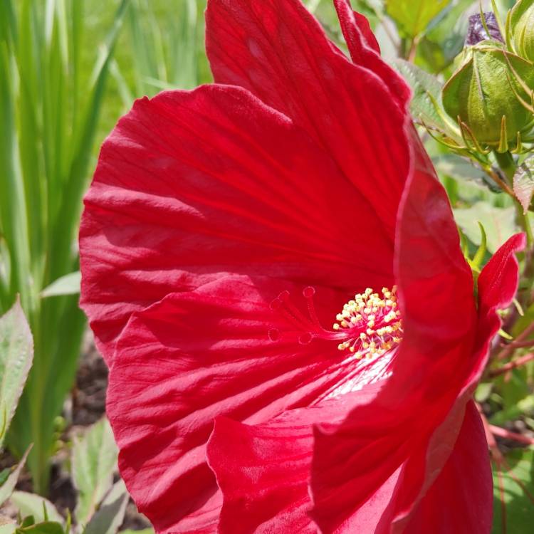 Plant image Hibiscus moscheutos Summerific Cranberry Crush'