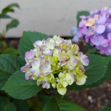 Hydrangea macrophylla 'Bailmer' (Endless Summer Series) syn. Hydrangea macrophylla 'Endless Summer', Hydrangea macrophylla 'The Original'