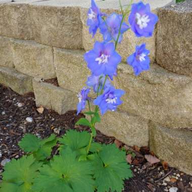 Delphinium elatum 'Aurora Blue' (Aurora Series)