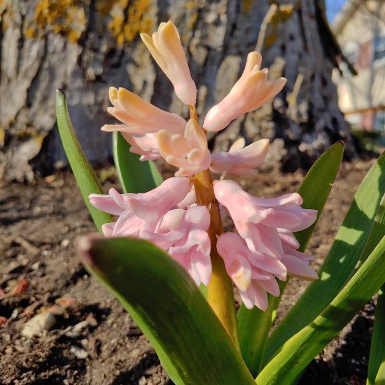 Plant image Hyacinthus orientalis 'Pink Festival'