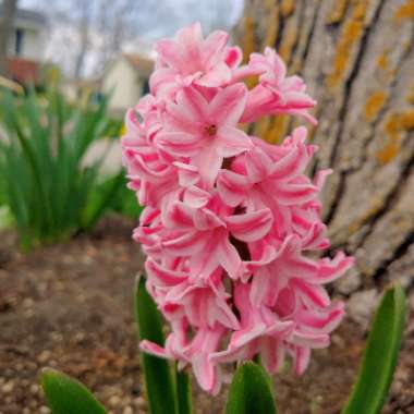 Hyacinthus orientalis 'Pink Festival'