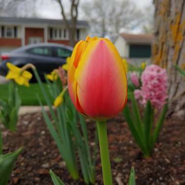 Tulipa (Darwin Hybrid Group)