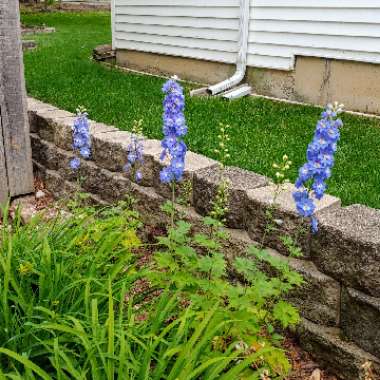 Delphinium elatum 'Aurora Blue' (Aurora Series)