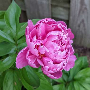 Paeonia lactiflora 'Kiev'