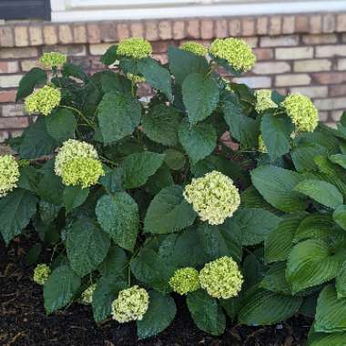 Hydrangea arborescens 'Incrediball'