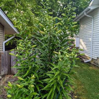 Lilium 'Montego Bay'