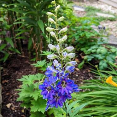 Delphinium 'Black Knight'