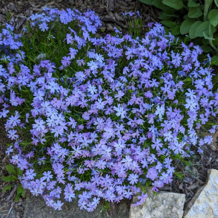 Plant image Phlox 'Violet Pinwheels'