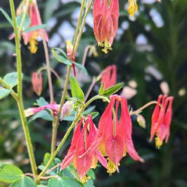 Aquilegia Canadensis