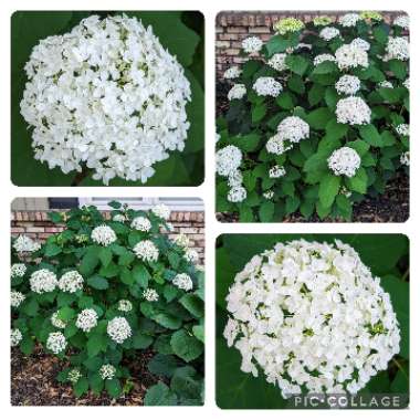 Hydrangea arborescens 'Incrediball'