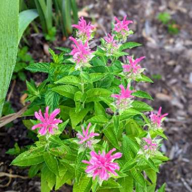 Monarda