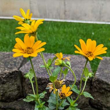 Prairie sunflower