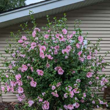 Rose Of Sharon