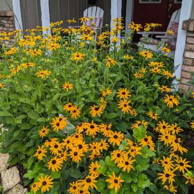 Coneflower 'Little Goldstar'