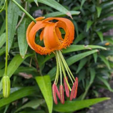 Lily 'Orange Marmalade' (Martagon)