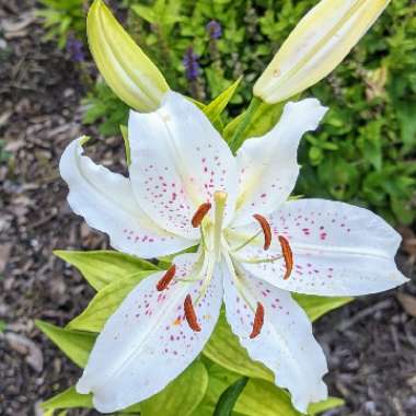 Lily 'Muscadet' (Oriental)