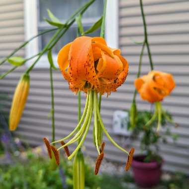 Lily 'Orange Marmalade' (Martagon)