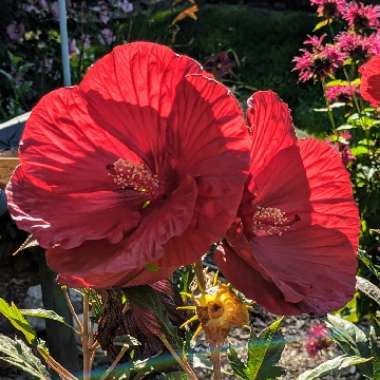 Rose Mallow 'Summerific Cranberry Crush'