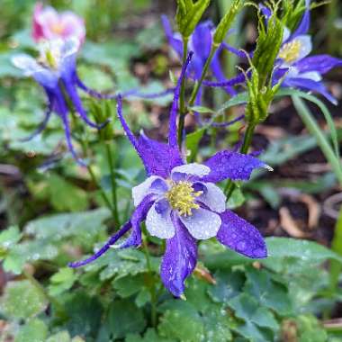 Columbine