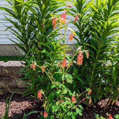 Canada columbine