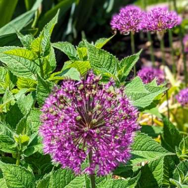 Allium hollandicum 'Purple Sensation' syn. Allium 'Purple Sensation', Allium aflatunense 'Purple Sensation'