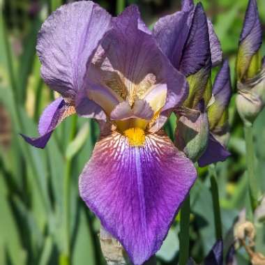 Bearded Iris