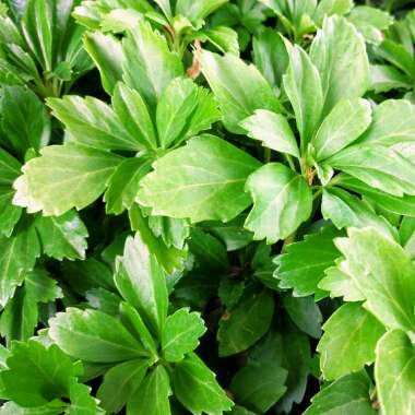 Pachysandra terminalis